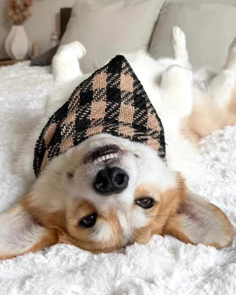 Fluffy Elite Fatal Bandana