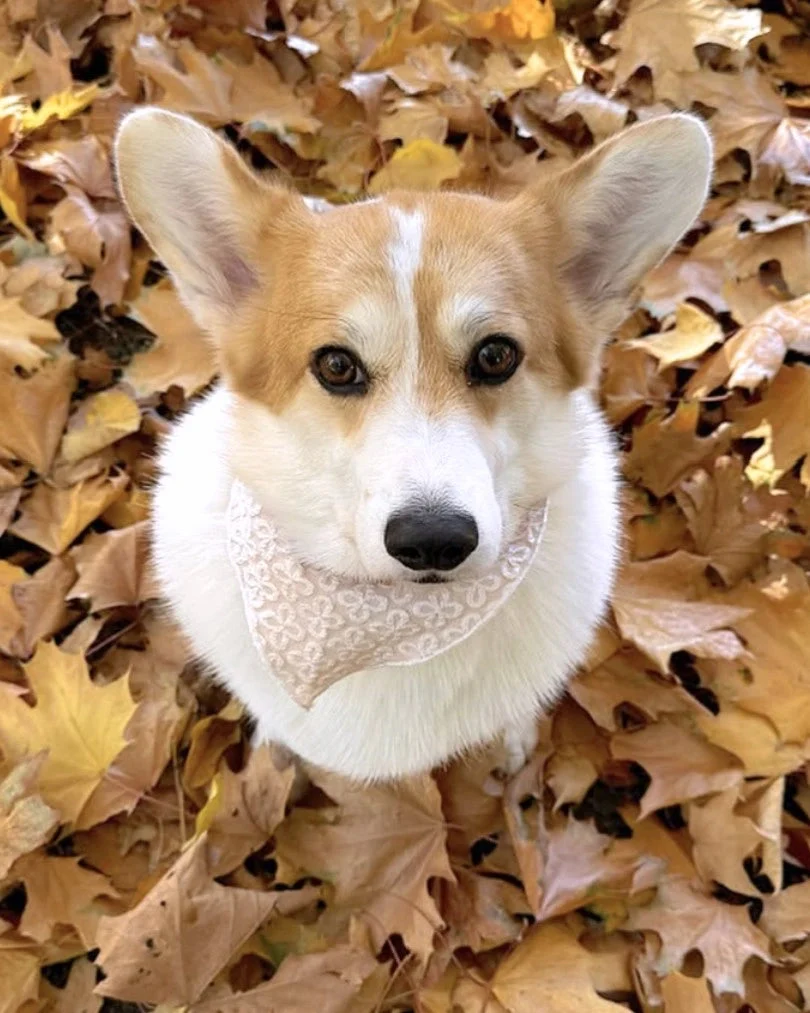 Golden Blossom Premium Bandana