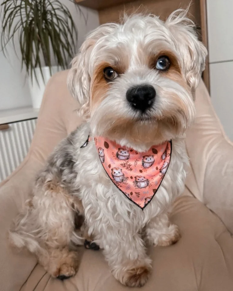 Hedgehog Hug Bandana