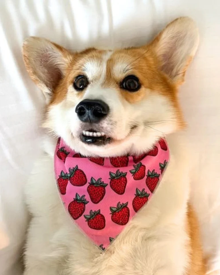 Strawberry Bliss Bandana
